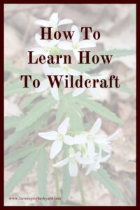 Many "weeds" are actually quite useful.  If you learn how to wildcraft, you can utilize them for food and medicine.