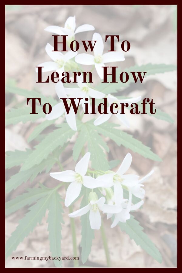 Many "weeds" are actually quite useful.  If you learn how to wildcraft, you can utilize them for food and medicine. 