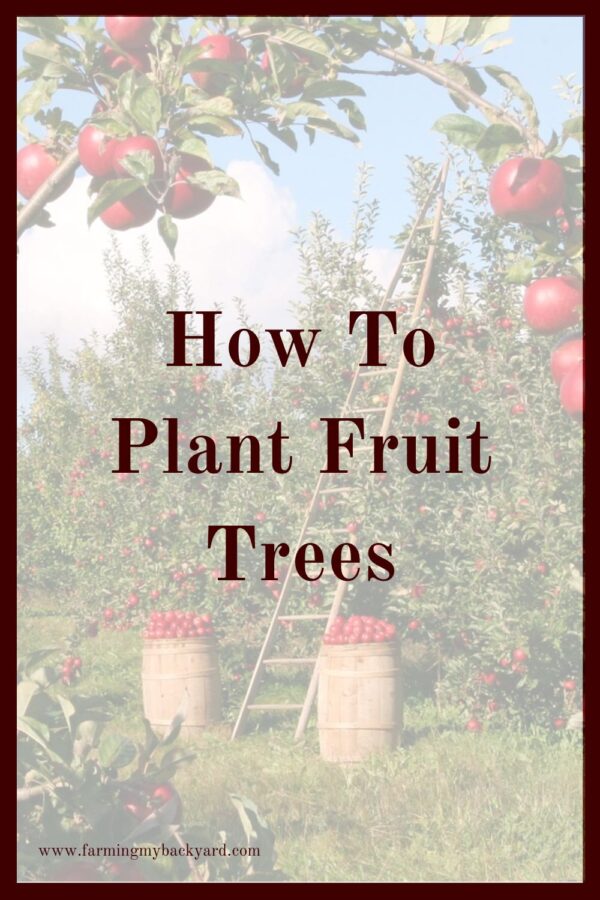 The best time to plant a fruit tree is ten years ago.  The next best time is right now!  Here's how to plant fruit trees on your property!