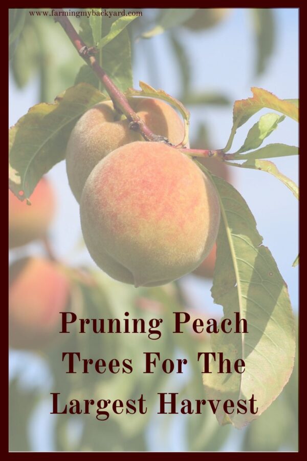 Pruning peach trees helps them be their healthiest. It's not difficult to learn, and makes a big difference in the amount of fruit!