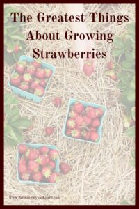 Growing strawberries is a great idea because they are attractive, productive, and last for several years. Plus, they're delicious!