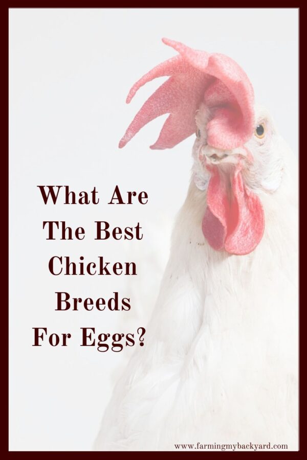Choosing the best chicken breeds for eggs can make a big difference in how many eggs you get. Here are some of the best egg laying chickens.