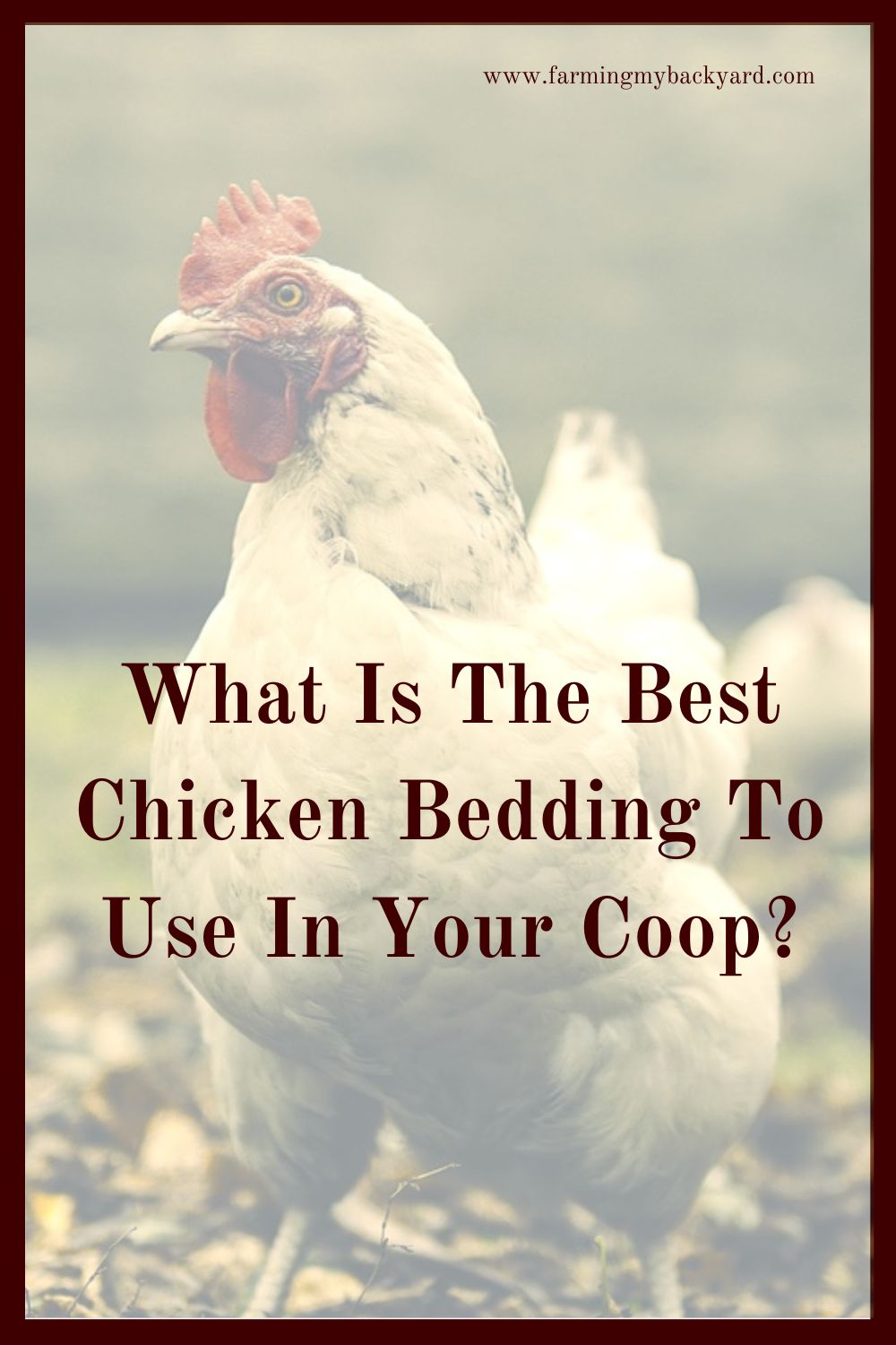 One of the inescapable facts of keeping chickens is that they produce waste.  Here's how to find the best chicken bedding for your coop!