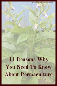 What is permaculture, and why should you care?  Here are 11 reasons you need to start using it's principles in your homestead.