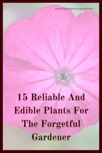 Here are 15 reliable and edible plants for normal people like you and me to grow. No worries if you have a black thumb!