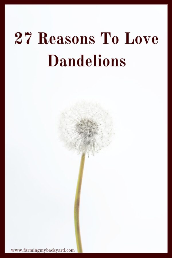 Dandelions are great for the garden, they feed the bees, and kids love them! Did you know they are also full of nutrition? Here are 27 reasons to love dandelions.