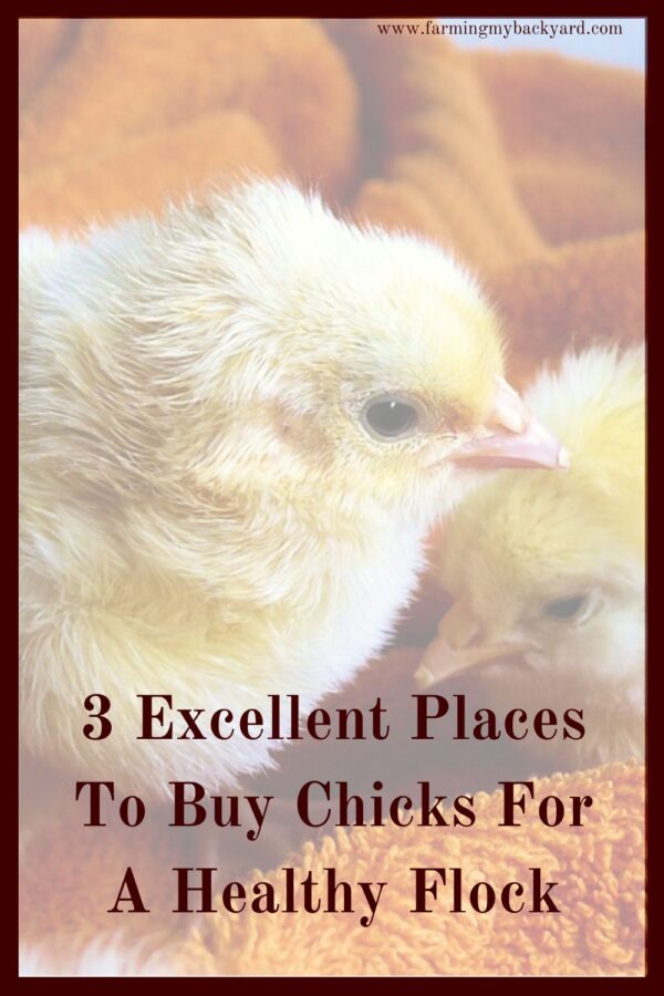Where are the best places to get chicks when starting a flock? Here are four excellent places for you to buy chicks this spring.