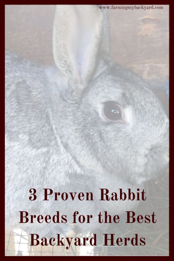 Some rabbit breeds make great backyard herds. Here are three proven rabbit breeds for meat for small scale breeders.