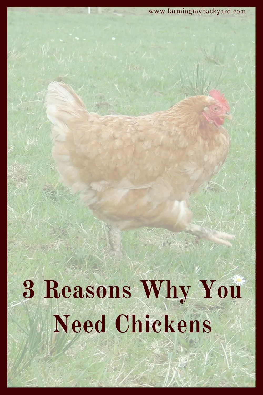 You need chickens in your life!  Here are three reasons why you should consider starting your own flock of chickens.