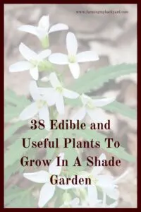 Just because you have shade doesn't mean you can't garden!  Here are 38 edible or useful plants that you can grow even in the shade!