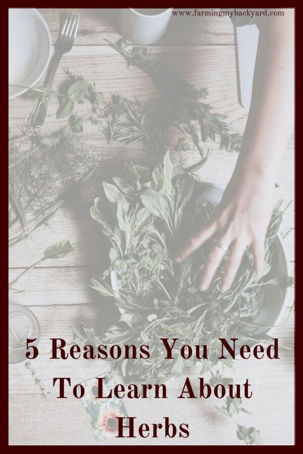 Do you know much about herbs? You should! Here are five reasons why, and where you can go to learn more about using herbs for wellness.