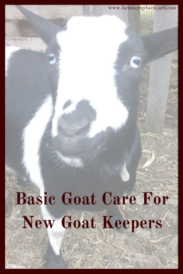 Basic Goat Care For New Goat Keepers - Farming My Backyard