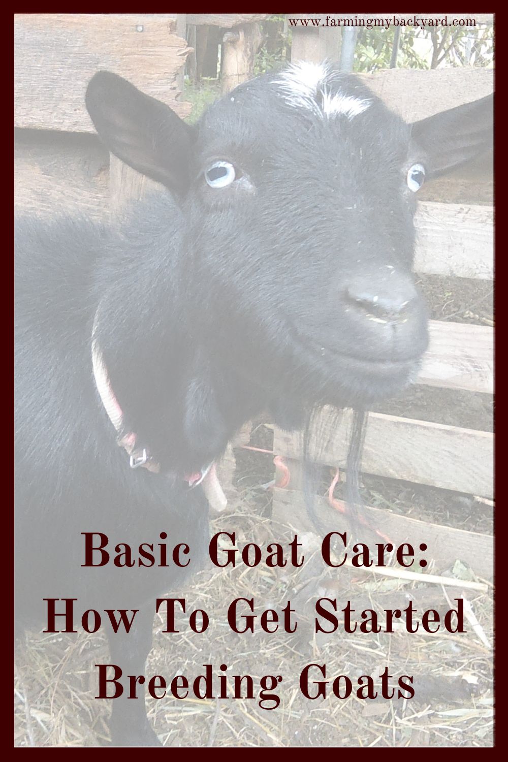 Breeding goats is a necessity if you are keeping them for milk or meat. Learn what the signs of heat are, and where to find a buck.