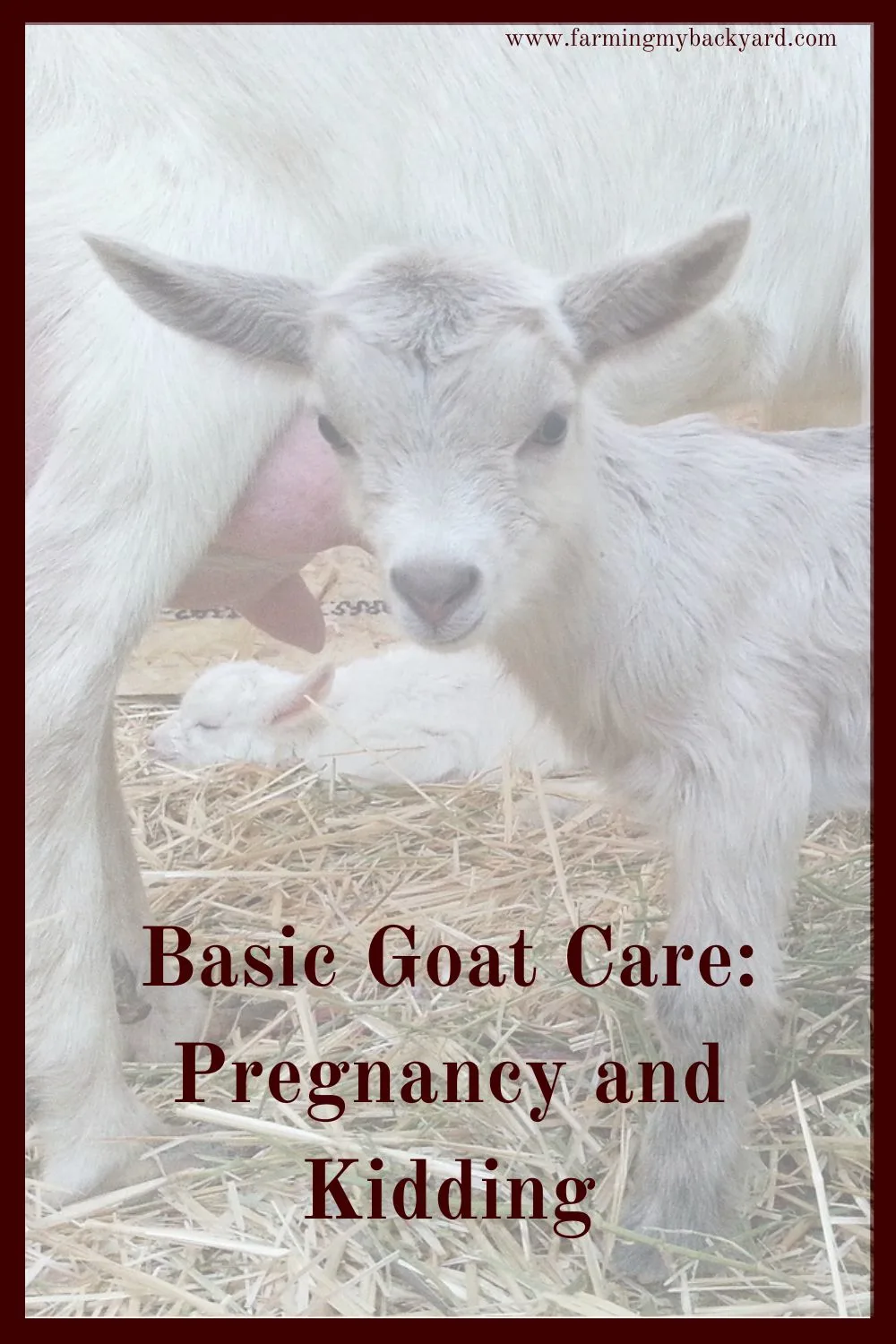 Kidding can be an exciting time for goat owners. Make sure you are prepared with what you need to know as well as have the right supplies.