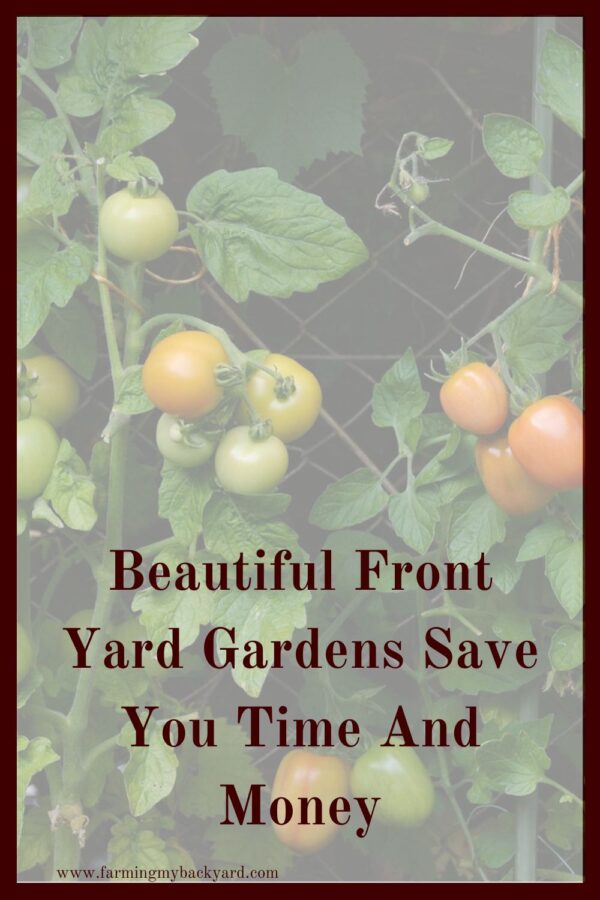 Front yard gardens are a great way to utilize a small suburban homestead and grow more of your own food in only a few minutes a day.