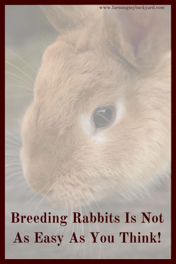 Is breeding rabbits as easy as it sounds? If not, here are some of the reasons why it might not be working and what you can do!