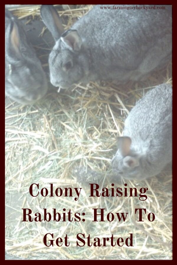 Colony raising rabbits is a rewarding method of raising rabbits. There are a few basic how to's to succeed in setting up a colony.