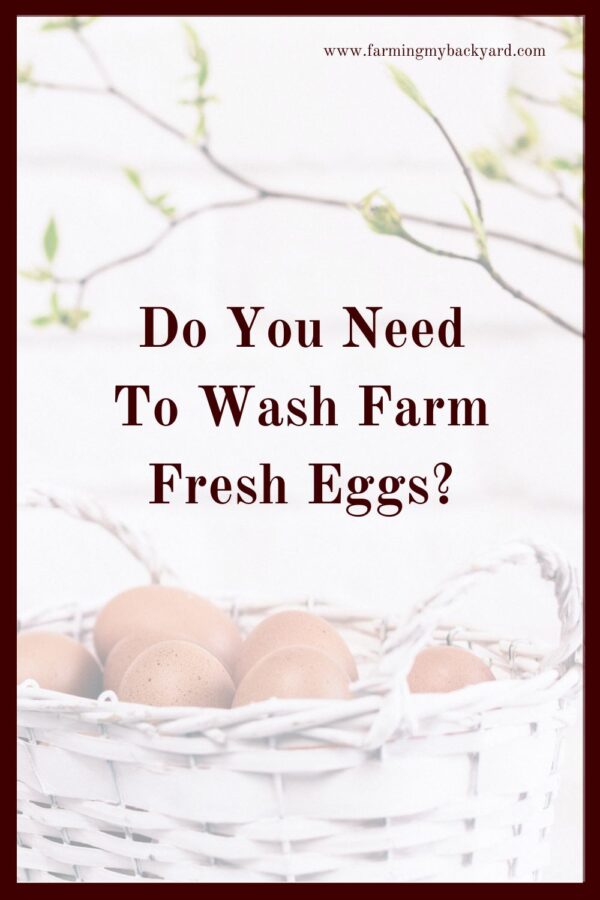  You don't actually NEED to wash farm fresh eggs, although there are some circumstances where you may want to. 
