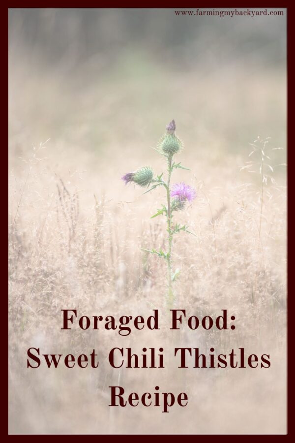 With foraged food you can find healthy and free foods almost anywhere.  Here's a yummy sweet chili thistle recipe for a delicious free meal.