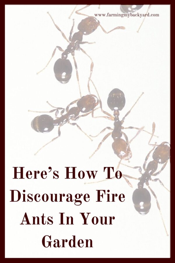 Invasive fire ants are spreading across the country.  Make your yard less inviting to fire ants and healthier overall.
