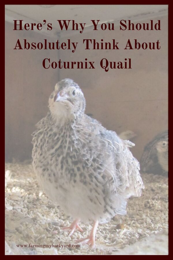 Want to be an urban homesteader but don't have enough space for traditional livestock? Try raising Coturnix Quail for meat or eggs.