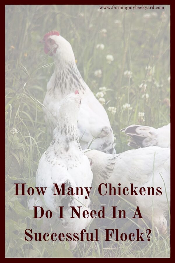 Time to buy chicks and you're not sure how many to get. Or maybe you are thinking about breeding your own. How many chickens do you need?