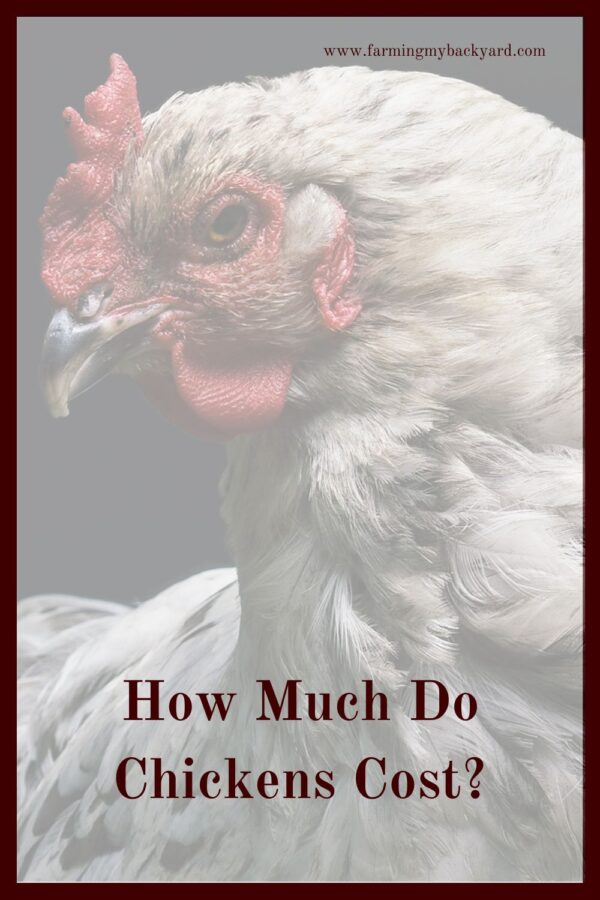 Often people start to raise chickens to save money on eggs, but does it really save you money?  How much do chickens cost, anyway? 