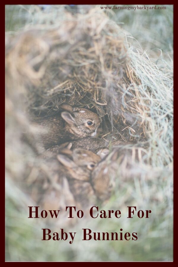 Baby bunnies are so exciting when you raise rabbits!  They don't need lot of help, but here's what you need to do to care for them.