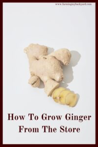 Grow ginger from grocery store leftovers! This tropical plant is easy to grow from root and makes a pretty plant that can also be harvested.