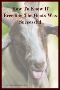How do you know if breeding the goats was successful? You may just have to wait five months but there are a few ways to tell.