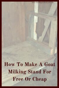 Building a milking stand for your goats doesn't have to be expensive! Here is how to make one using scraps you have around the homestead.