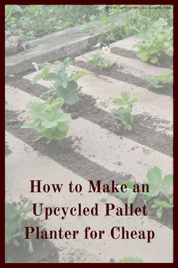 You can make an upcycled pallet planter for cheap by using reclaimed materials and a little creativity.  Grow vertically in small spaces!