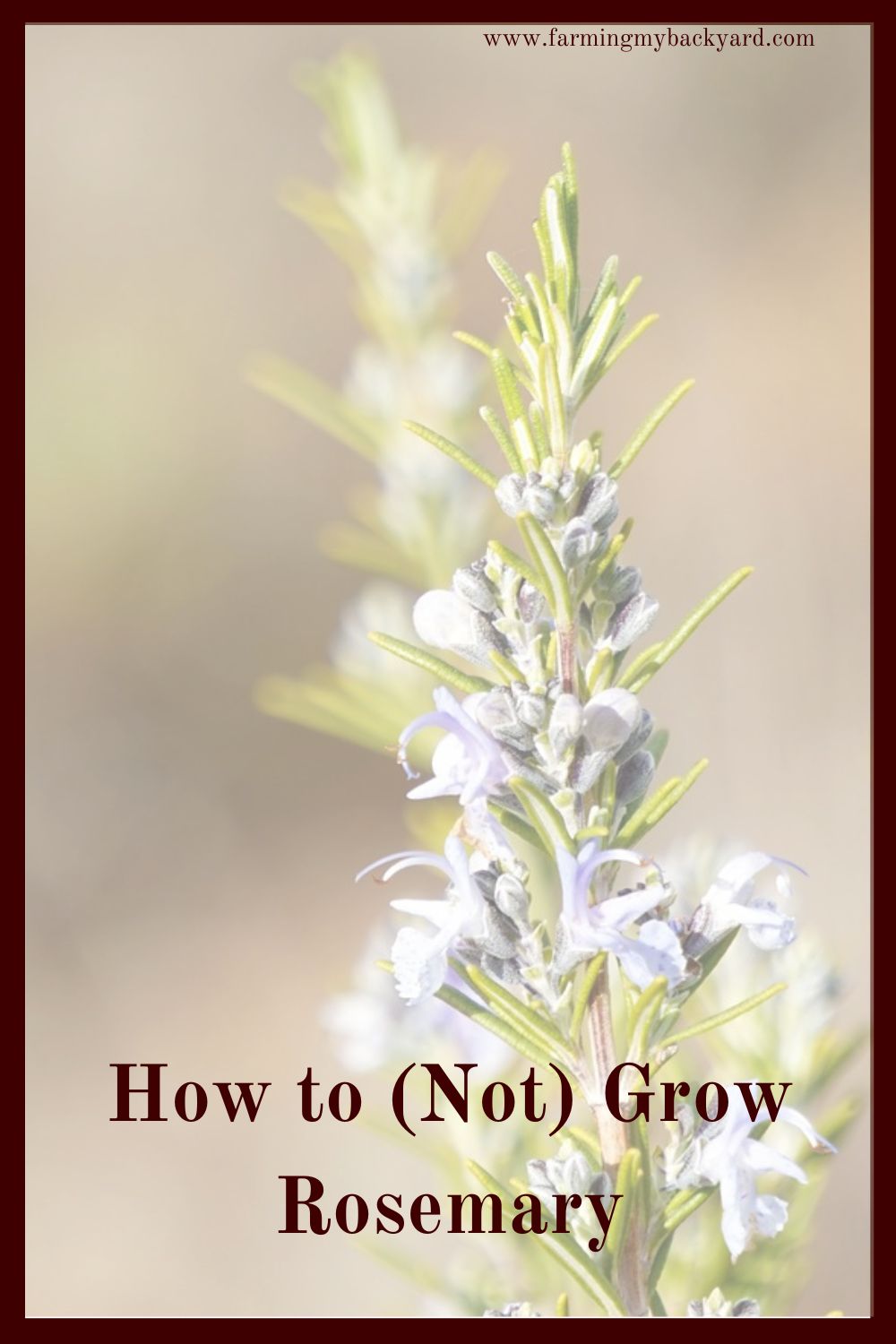 Rosemary is a beautiful culinary and medicinal herb. It's easy to grow, but learn from my mistakes. Here's how NOT to grow rosemary!