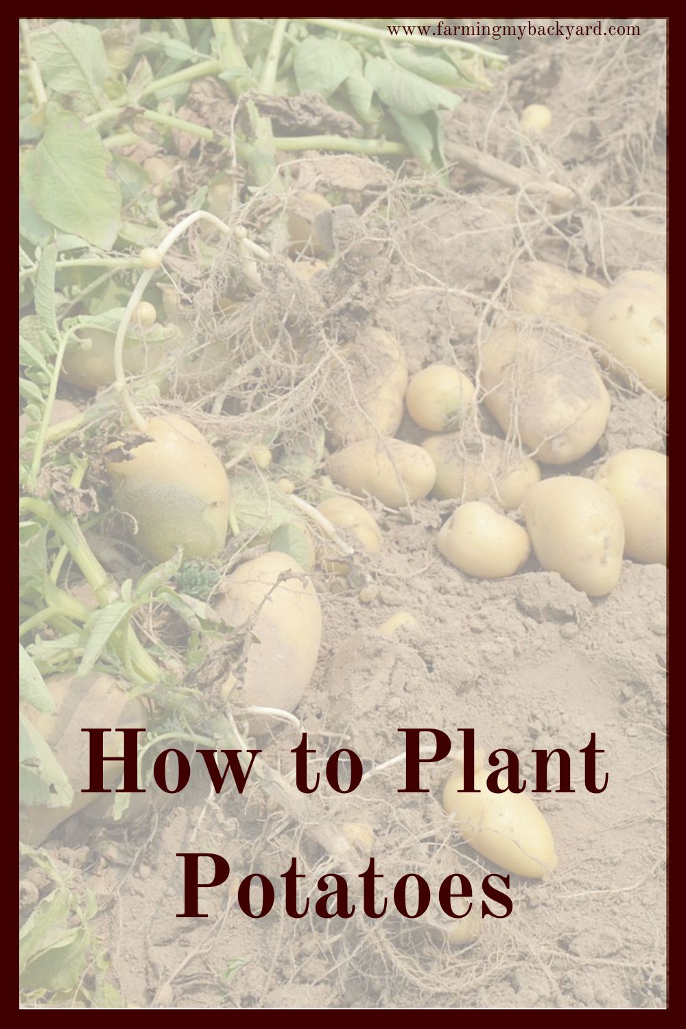 Growing potatoes is easy! Plant potatoes in the garden, or in pots. You can grow them from seed potatoes, or from pantry leftovers.