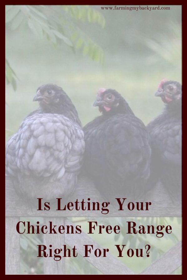 Letting my hens roam on our property is so fun to watch! Here are some things to consider before letting your chickens free range.