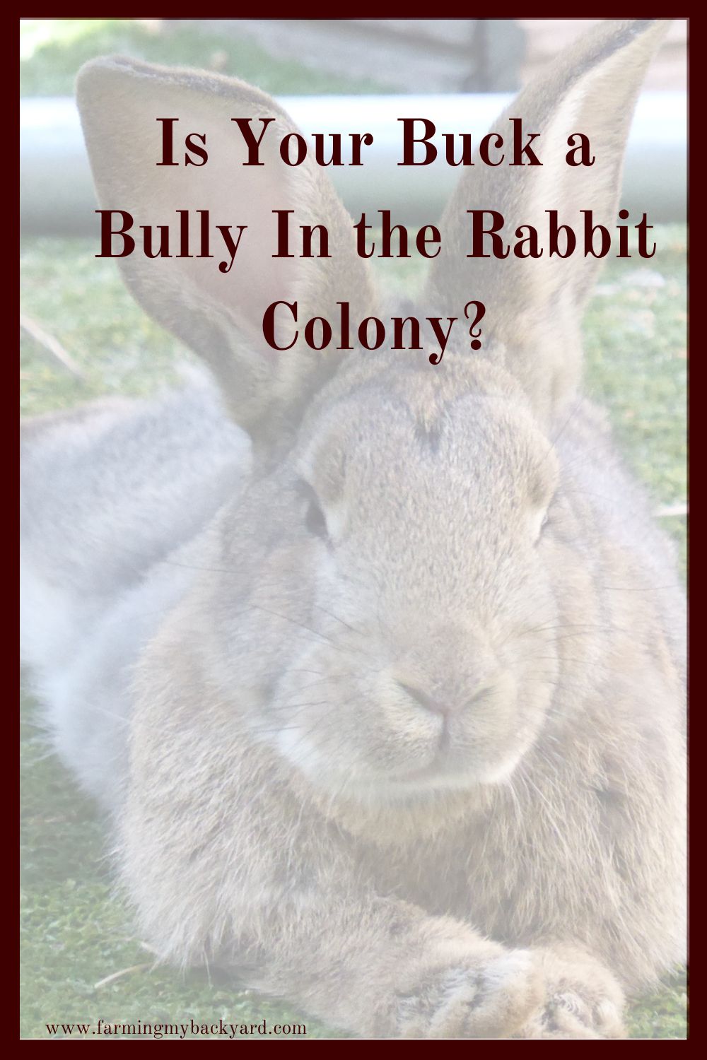 There are good and bad aspects to including your rabbit buck in your colony. Here are some ways to handle your buck's behavior.