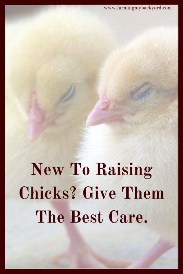 Raising chicks in a brooder isn't difficult; give your new flock the best care and attention! Here are four tips for baby chickens.