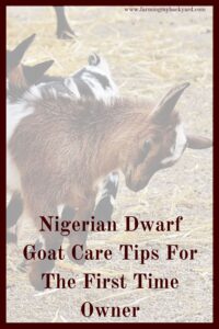 Getting Nigerian Dwarf Goats can seem overwhelming! Here are some tips and tricks that new goat owners don't always think about.
