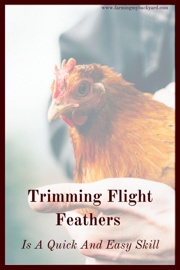 Trimming flight feathers on your chickens is an easy, painless way of discouraging them from hopping the fence and keeps them safer.