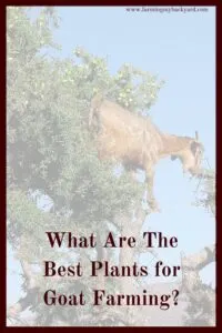 Utilize the space you have for goat farming and grow food for your herd by planting trees, shrubs, and herbs!