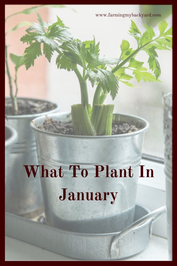  Welcome to a new year and to a new garden!  You may be able to start your garden now.  Here's what to plant in January!