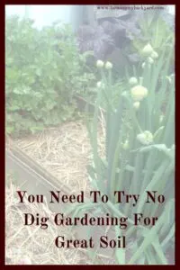 No dig gardening is a great way to cut down on weeds, watering, and enrich your soil and it even takes less effort than tilling!