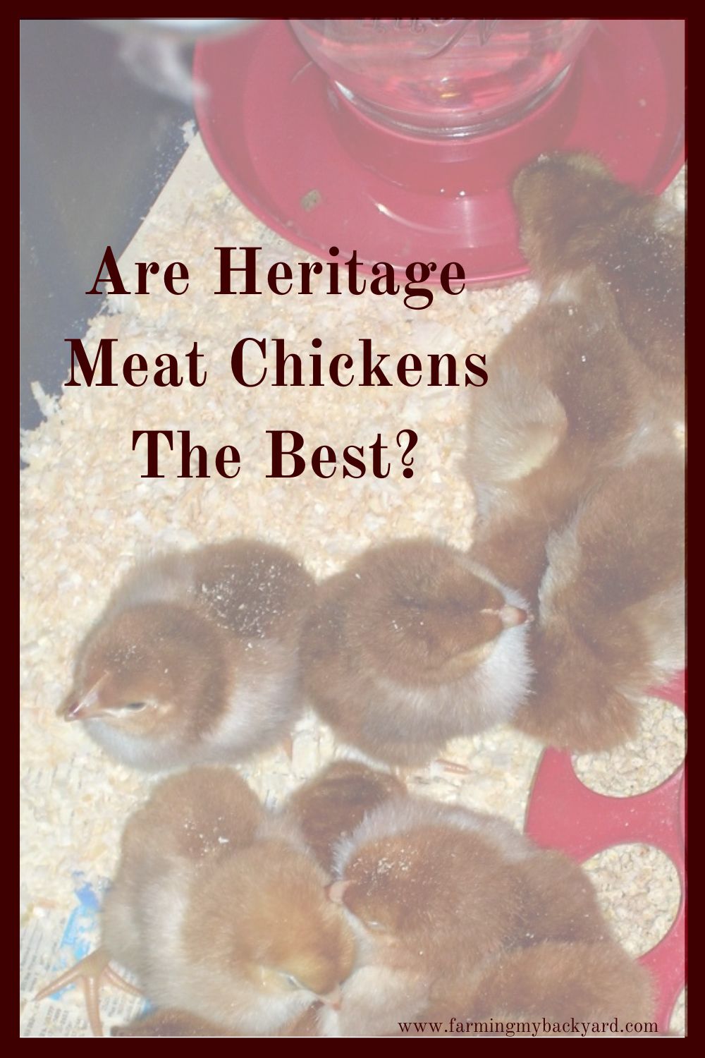 There are advantages and disadvantages to raising heritage meat chickens instead of the popular Cornish Cross broilers.