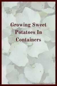 Sweet potatoes are a great to grow yourself. Even if you don't have much space, growing sweet potatoes in containers is totally an option!