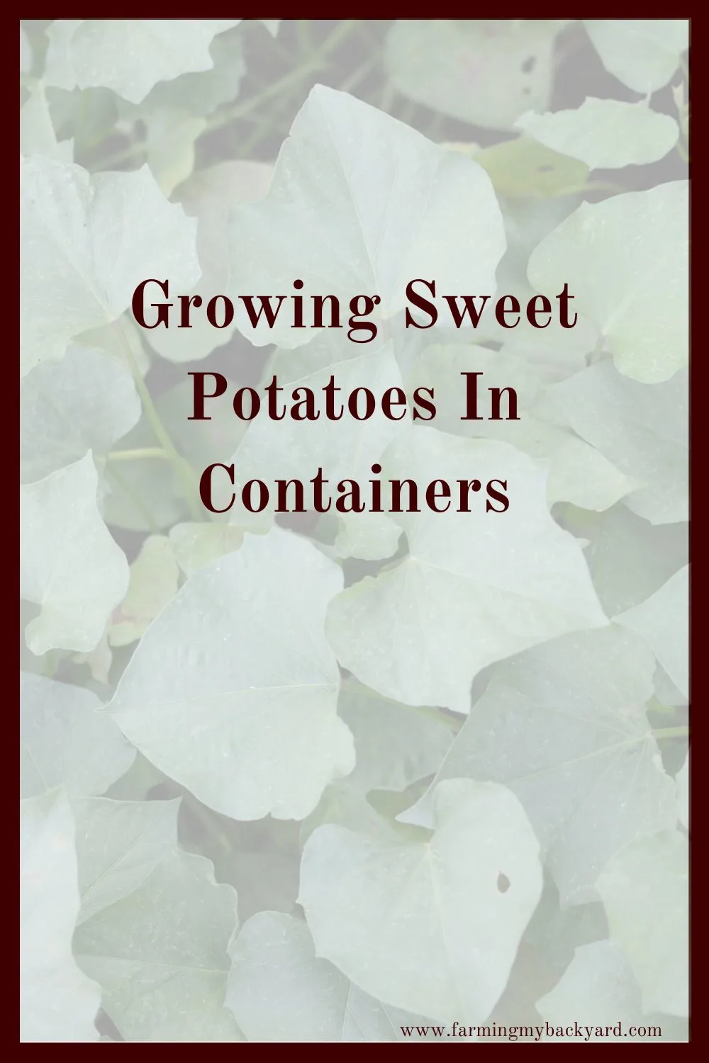 Sweet potatoes are a great to grow yourself. Even if you don't have much space, growing sweet potatoes in containers is totally an option!