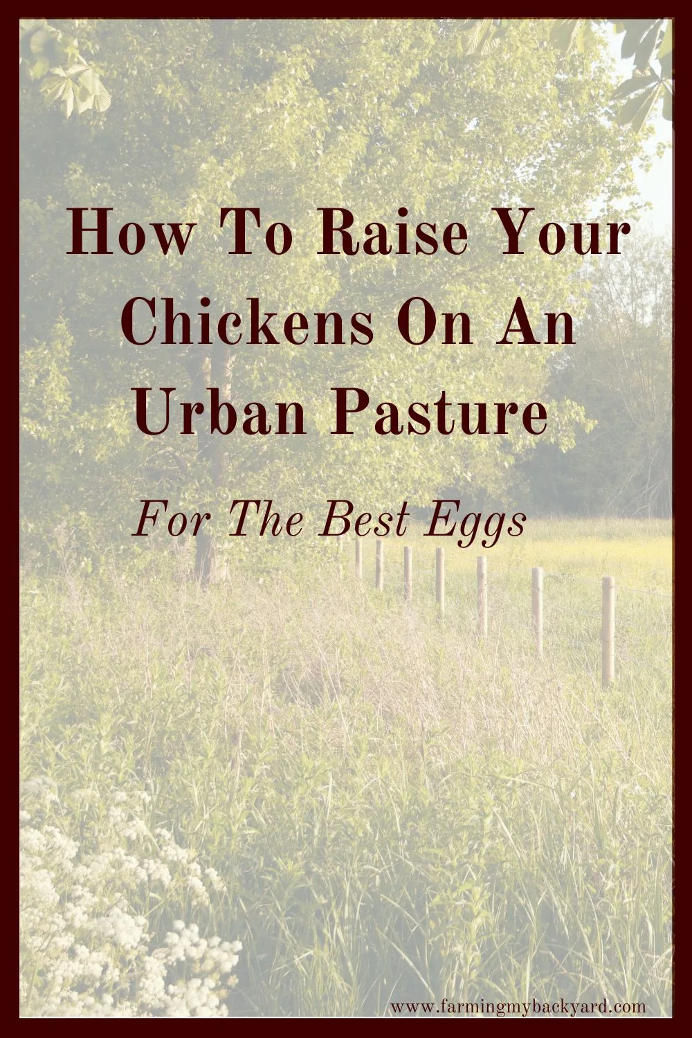 In a small space the common lawn can double as the urban pasture. Let you chickens eat this bounty for the best pastured eggs!