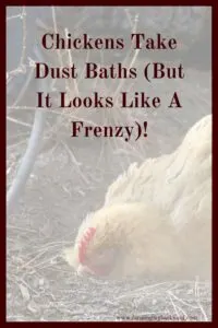 If your chickens flop down onto the ground writhing, don't panic, they're probably taking dust baths. These are good for their health!