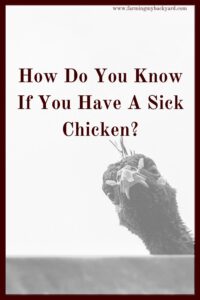 If you have kept chickens for any length of time you may find yourself wondering, how do I know if I have a sick chicken?