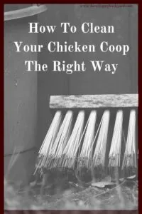 Clean your chicken coop the right way to make your chickens happy, prevent disease, discourage flies and appease the neighbors.