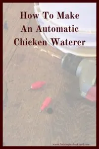 Make an automatic chicken waterer to keep your chickens' water clean and full with minimal effort. It's easy to make and use!